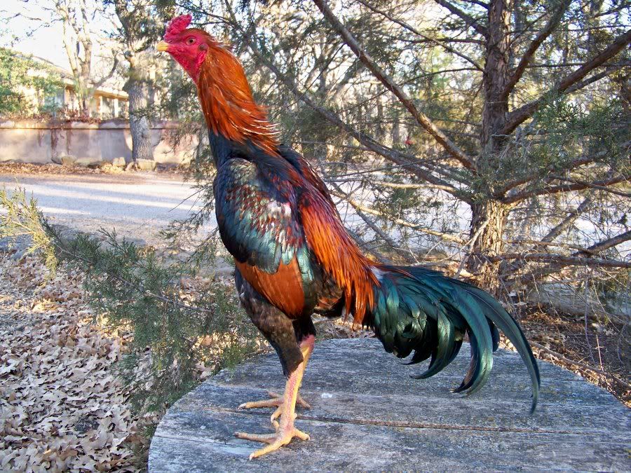 Hmong Rooster