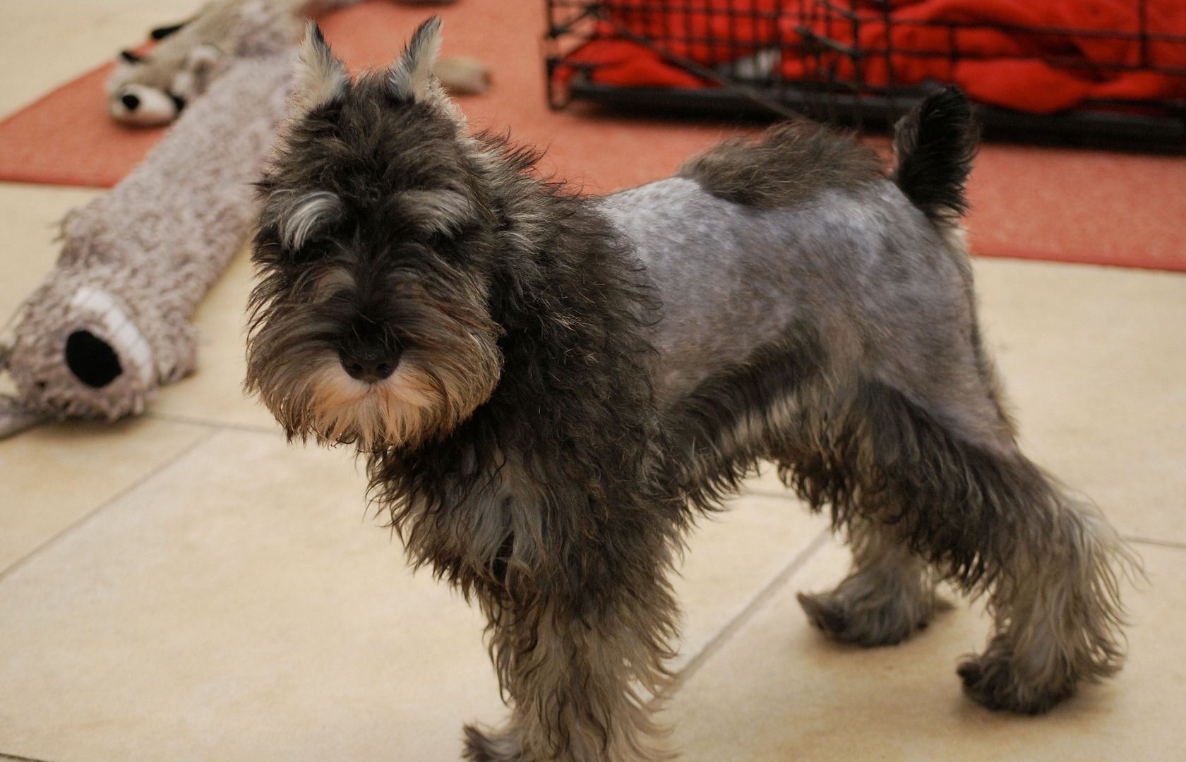 Stripping or clipping? The Schnauzer Forum