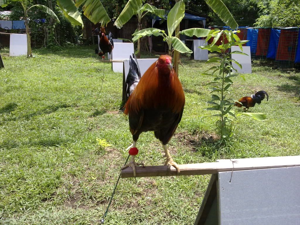 Slick Lizard Game Farm Jerry Adkins Nauvoo Alabama Football