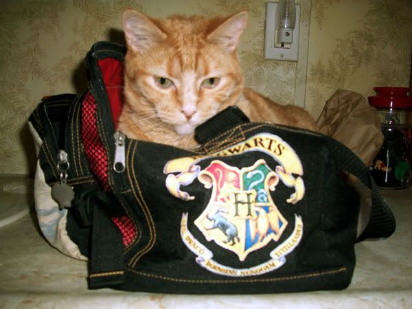 http://i579.photobucket.com/albums/ss233/george1138/cats/hogwarts_junior.jpg