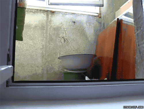 funny-pictures-gifs-creeper-cat_zpsoadnpby6.gif