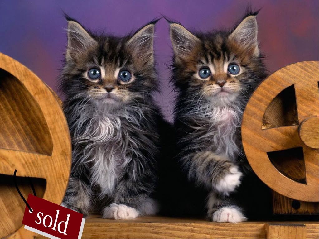 kittens Pictures, Images and Photos