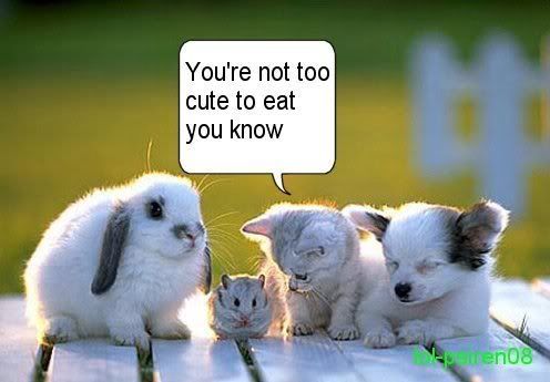 cute funny animals with quotes. cute and funny photos of