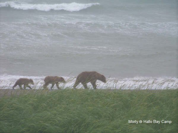 Hallo Bay Alaska,Hallo Bay Bear Camp,Hallo Bay Camp,bears at hallo bay,bears