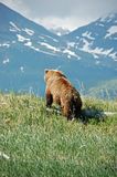 Hallo Bay Bear Camp,Hallo Bay Alaska,bears at hallo bay