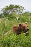 Hallo Bay Bear Camp,Hallo Bay Alaska