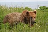 07/2009 bear grazing on celery grass 2