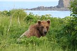 Hallo Bay Bear Camp,Hallo Bay Alaska