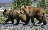 Hallo Bay Alaska,Hallo Bay Bear Camp,Hallo Bay Camp,bears,bears at hallo bay