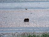 Hallo Bay Bear Camp,Hallo Bay Alaska