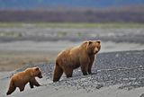 Hallo Bay Bear Camp,Hallo Bay Alaska