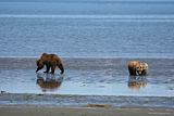 Hallo Bay,Hallo Bay Alaska,Hallo Bay Bear Camp,bears,bears at hallo bay,Alaska wildlife