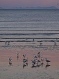 062409 Simyra: Shorebirds full