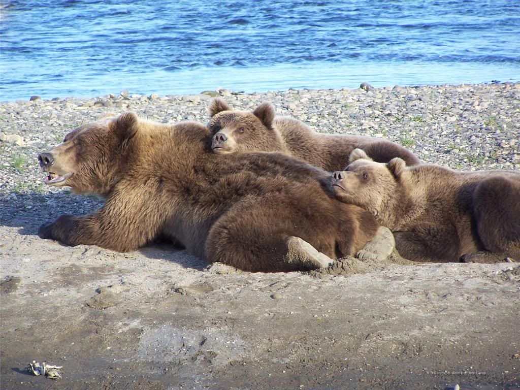 100903bear20pile1used090410.jpg Hallo Bay Bear Camp, Alaska