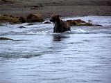 Bears,bear,bears at hallo bay,brown bears,grizzly bears,Alaska,Alaska bears,Alaska brown bears,Alaska grizzly bears,Alaska hallo bay,Alaska wildlife,Alaska wilderness,Alaskas Hallo Bay Bear Lodge,Alaska hallo bay camp,Alaska hallo bay bear camp,hallo bay,hallo bay bears,hallo bay brown bears,hallo bay grizzly bears,hallo bay camp,hallo bay bear camp