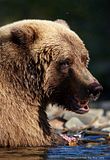 CAndersonTX,Chris Anderson,Chris Anderson TX,candcphotography,alaska,alaska bears,alaska brown bears,alaska grizzly bears,alaska hallo bay,alaska wildlife,alaska wilderness,bears,brown bears,grizzly bears,bears at hallo bay,clintsbears,hallo bay,hallo bay camp,hallo bay bear camp,hallo bay bear lodge,hallo bay brown bears