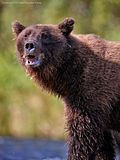 candcphotography.net,Chris Anderson,Chris Anderson/TX,Alaska,alaska bears,alaska grizzly bears,alaska wilderness,grizzly bears,bears,bears at hallo bay,brown bears,Hallo Bay,Hallo Bay Alaska,Hallo Bay Bear Camp,Hallo Bay Bear Lodge,Hallo Bay Bears,Hallo Bay Camp,Hallo Bay Wilderness Camp,ClintsBears