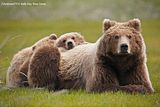 bears,bears at hallo bay,brown bears,grizzly bears,Alaska,alaska bears,alaska wilderness,Alaska wildlife,Hallo Bay,Hallo Bay Alaska,Hallo Bay Bear Camp,Hallo Bay Bear Lodge,Hallo Bay Bears,Hallo Bay Camp,Hallo Bay Wilderness Camp,ClintsBears