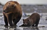 Bears,bear,bears at hallo bay,brown bears,grizzly bears,Alaska,Alaska bears,Alaska brown bears,Alaska grizzly bears,Alaska hallo bay,Alaska wildlife,Alaska wilderness,Alaskas Hallo Bay Bear Lodge,Alaska hallo bay camp,Alaska hallo bay bear camp,hallo bay,hallo bay bears,hallo bay brown bears,hallo bay grizzly bears,hallo bay camp,hallo bay bear camp