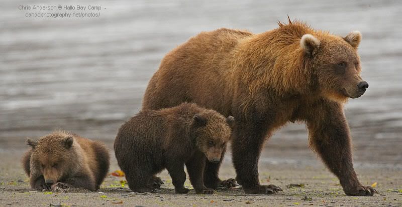 candcphotography.net,Chris Anderson,Chris Anderson/TX,bears,bears at hallo bay,brown bears,Alaska,alaska bears,alaska wilderness,Alaska wildlife,Hallo Bay,Hallo Bay Alaska,Hallo Bay Bear Camp,Hallo Bay Bear Lodge,Hallo Bay Bears,Hallo Bay Camp