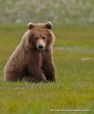 Hallo Bay Alaska,Hallo Bay Bear Camp,Hallo Bay Camp,Hallo Bay,candcphotography.net,Chris Anderson/TX,bears,bears at hallo bay