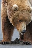 candcphotography.net,Chris Anderson,Chris Anderson/TX,Hallo Bay,Hallo Bay Alaska,Hallo Bay Bear Camp,Hallo Bay Camp,bears,Alaska,Alaska wildlife