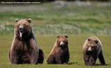Hallo Bay,Hallo Bay Alaska,Hallo Bay Bear Camp,Hallo Bay Camp,bears,bears at hallo bay