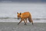 alaska fox,alaska wilderness,Alaska wildlife,fox,red fox,Hallo Bay,Hallo Bay Alaska,Hallo Bay Bear Camp,Hallo Bay Bears,Hallo Bay Wilderness Camp,Chris Anderson