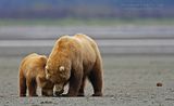 Alaska,Alaska wildlife,bears,Hallo Bay,candcphotography.net,Chris Anderson,Chris Anderson/TX,Hallo Bay Alaska,bears at hallo bay,Hallo Bay Bear Camp,Hallo Bay Camp,Hallo Bay Wilderness Camp