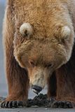 Alaska,alaska bears,alaska grizzly bears,alaska wilderness,Alaska wildlife,candcphotography.net,Chris Anderson,Chris Anderson/TX,bears,bears at hallo bay,brown bears,grizzly bears,Hallo Bay,Hallo Bay Alaska,Hallo Bay Bear Camp,Hallo Bay Bears,Hallo Bay Camp