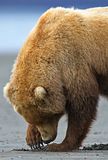 Alaska,alaska bears,alaska wilderness,Alaska wildlife,bears,bears at hallo bay,brown bears,grizzly bears,candcphotography.net,Chris Anderson,Chris Anderson/TX,Hallo Bay,Hallo Bay Alaska,Hallo Bay Bear Camp,Hallo Bay Bears,Hallo Bay Camp