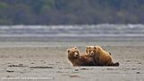 candcphotography.net,Chris Anderson/TX,Hallo Bay Bear Camp,Hallo Bay Camp,Hallo Bay Alaska,bears at hallo bay,bears