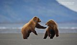 Alaska,alaska bears,alaska wilderness,Alaska wildlife,bears,bears at hallo bay,brown bears,Hallo Bay,Hallo Bay Alaska,Hallo Bay Bear Camp,Hallo Bay Bears,Hallo Bay Camp,Hallo Bay Wilderness Camp