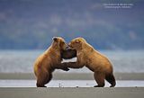 candcphotography.net,Chris Anderson,Chris Anderson/TX,bears,bears at hallo bay,brown bears,grizzly bears,Alaska,alaska grizzly bears,Alaska wildlife,Hallo Bay,Hallo Bay Alaska,Hallo Bay Bear Camp,Hallo Bay Bears,Hallo Bay Camp,Hallo Bay Wilderness Camp