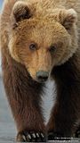 Chris Anderson,Chris Anderson/TX,candcphotography.net,bears,bears at hallo bay,Alaska,alaska bears,Hallo Bay,Alaska wildlife,Hallo Bay Bear Camp,Hallo Bay Camp