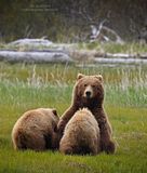 Alaska,alaska bears,Alaska wildlife,bears at hallo bay,Hallo Bay,Hallo Bay Alaska,Hallo Bay Bear Camp,Hallo Bay Camp,Hallo Bay Wilderness Camp,candcphotography.net,Chris Anderson,Chris Anderson/TX
