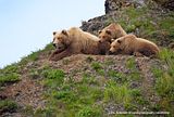 candcphotography.net,Chris Anderson,Chris Anderson/TX,bears at hallo bay,bears,Hallo Bay,Hallo Bay Alaska,Hallo Bay Bear Camp,Hallo Bay Camp