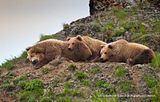 candcphotography.net,Chris Anderson,Chris Anderson/TX,Hallo Bay,Hallo Bay Alaska,Hallo Bay Bear Camp,Hallo Bay Camp,bears,bears at hallo bay