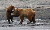 candcphotography.net,Chris Anderson,bears,bears at hallo bay,Hallo Bay,Hallo Bay Alaska,Hallo Bay Bear Camp,Hallo Bay Camp