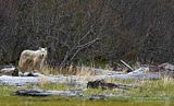 candcphotography.net,Chris Anderson,Chris Anderson/TX,wolf,Alaska,alaska wilderness,Alaska wildlife,Hallo Bay,Hallo Bay Alaska,Hallo Bay Bear Camp,Hallo Bay Camp,Hallo Bay Wilderness Camp,bears at hallo bay
