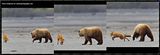 candcphotography.net,Chris Anderson,Hallo Bay Alaska,Hallo Bay Bear Camp,Hallo Bay Camp