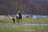 candcphotography.net,Chris Anderson,Hallo Bay Alaska,Hallo Bay Bear Camp