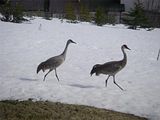 Cranes,Alaska,birds,Alaskas Hallo Bay Bear Camp,Homer,Homer Alaska