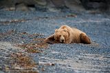 Don Tudor,dontudorphotography.com,Hallo Bay Bear Camp,Hallo Bay,Hallo Bay Camp,bears,bears at hallo bay,Alaska wildlife,Alaska