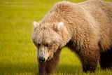 Alaska,Alaska wildlife,bears,bears at hallo bay,Don Tudor,dontudorphotography.com,Hallo Bay Bear Camp,Hallo Bay,Hallo Bay Alaska,Hallo Bay Camp