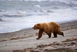 dontudorphotography.com,bears,Alaska,Hallo Bay,Hallo Bay Alaska,Hallo Bay Bear Camp,Hallo Bay Camp,bears at hallo bay,Alaska wildlife