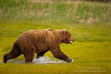 Alaska,bears,bears at hallo bay,Hallo Bay,Hallo Bay Alaska,Hallo Bay Bear Camp,Hallo Bay Camp,Don Tudor,dontudorphotography.com,Alaska wildlife