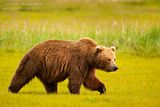 Don Tudor,dontudorphotography.com,Alaska,Hallo Bay,Hallo Bay Alaska,Hallo Bay Bear Camp,bears,Hallo Bay Camp,Alaska wildlife,bears at hallo bay