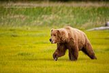 bears,alaska bears,bears at hallo bay,Alaska wildlife,Hallo Bay,Hallo Bay Alaska,Hallo Bay Bear Camp,Hallo Bay Camp,Don Tudor,dontudorphotography.com
