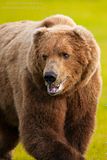Don Tudor,dontudorphotography.com,Alaska,alaska bears,Alaska wildlife,Hallo Bay,Hallo Bay Alaska,bears,Hallo Bay Bear Camp,Hallo Bay Camp,bears at hallo bay